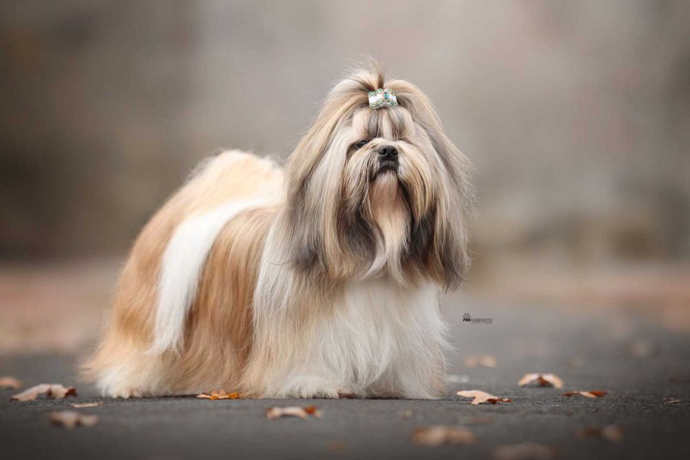 Urocza biało-złota suczka Shih-tzu ZKwP FCI