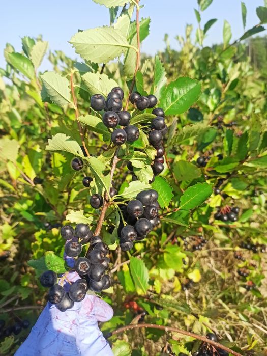 Aronia prozdrowotna. Szybka wysyłka.