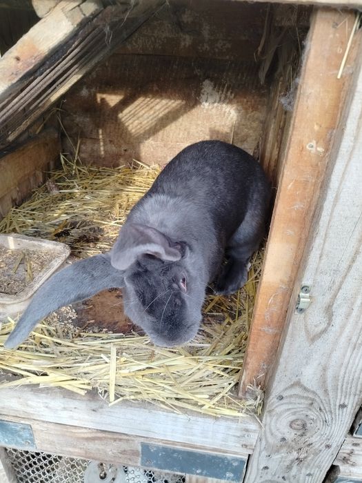 Króliki hodowlane .