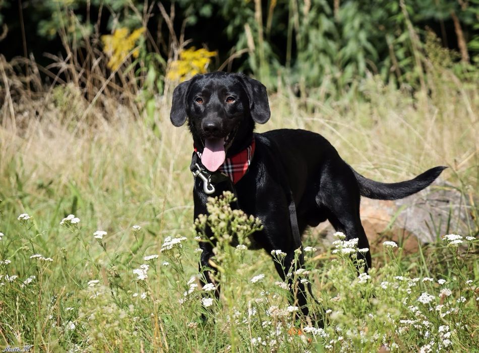 Roczny czarny mini mix labrador. Młody pies w schronisku do adopcji.