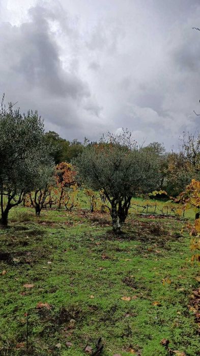 Oliveiras decorativas