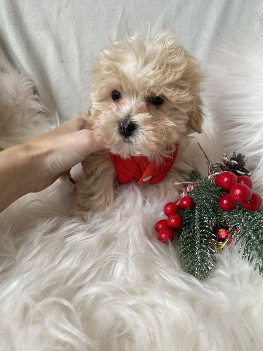 Найкращий подарунок мальтіпу мальтипу ф1