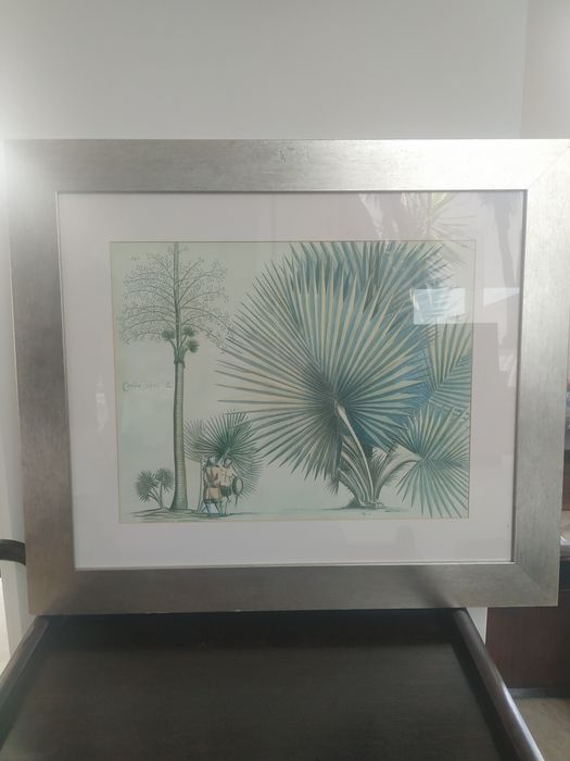 Gravuras sobre o tema palmeiras