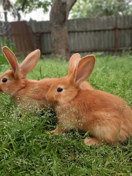 Пропонуємо кролів
