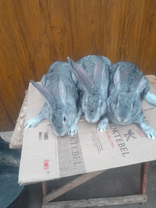 Кролики молодняк