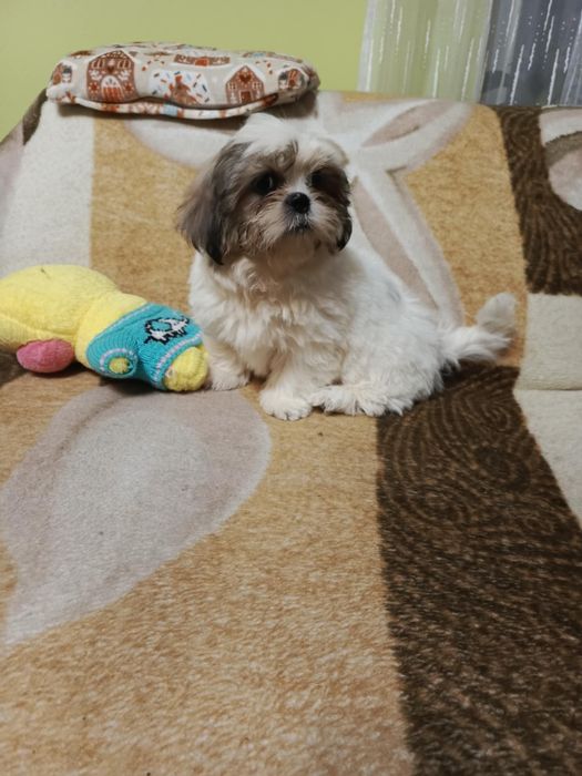 Shih tzu suczka