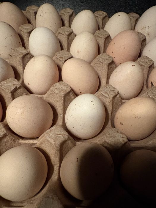 Sprzedam Jajka od kur z własnej hodowli