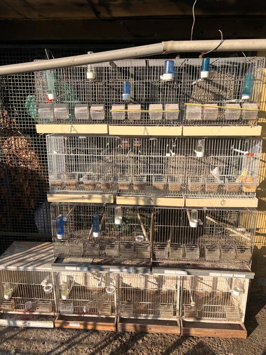 Viveiros para aves