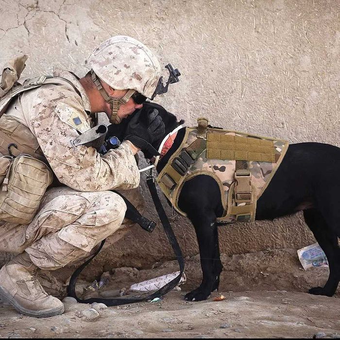 Szelki taktyczne na psa