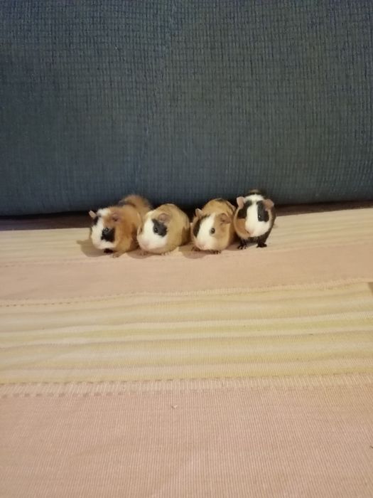 Świnka morska Teddy, gładkowłosa