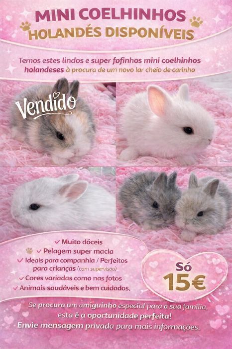 Mini coelhinhos holandes