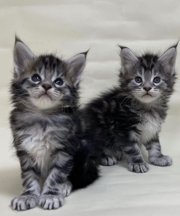 Котенок Мейн-кун. Окрас: Черный дым (ns)