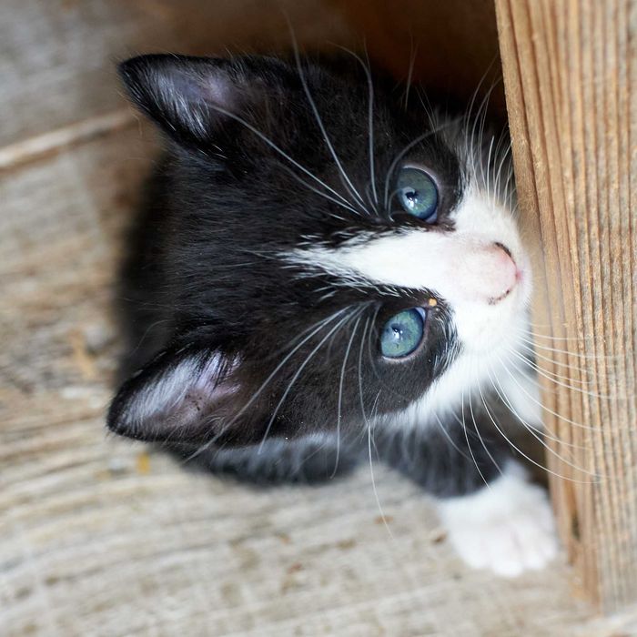 Gatinho (macho) para adoção