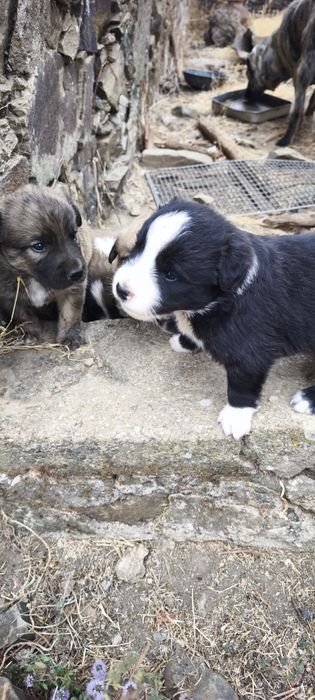 Cães para adoção