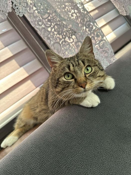 dwuletni Ryszard do adopcji