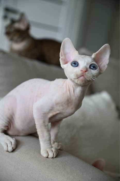 Kocurek Pixel Devon Rex
