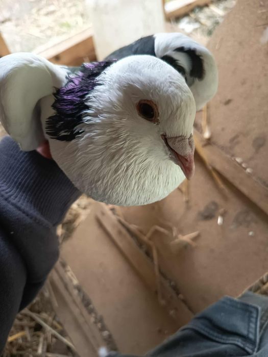 Gołębie mam do sprzedania