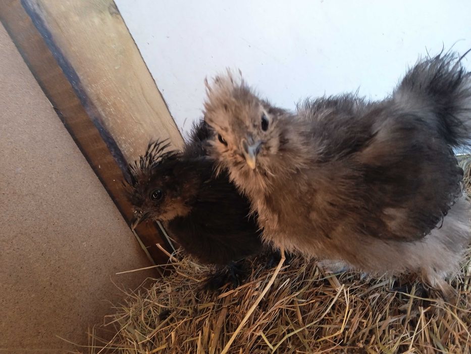 Kury rasowe brachmy kochiny liliputy karzełki łapciate  silki