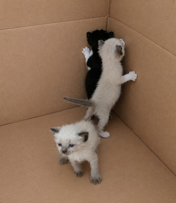 Gatos para adoção