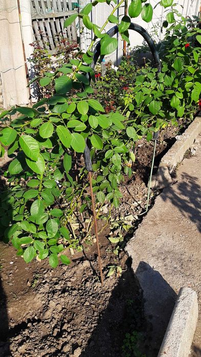 Роза вьющаяся роза куст