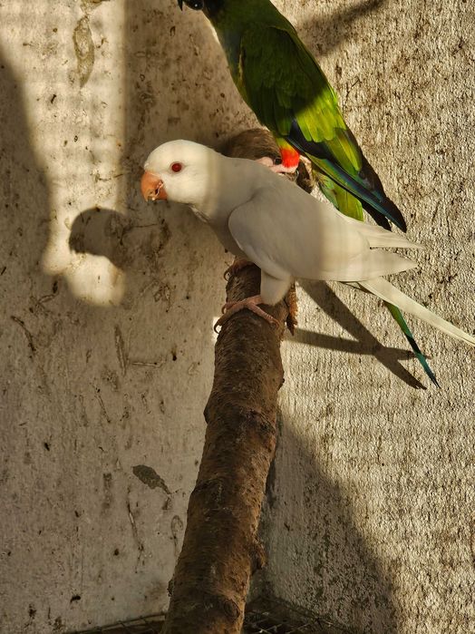 Conure de peito cinzento albino