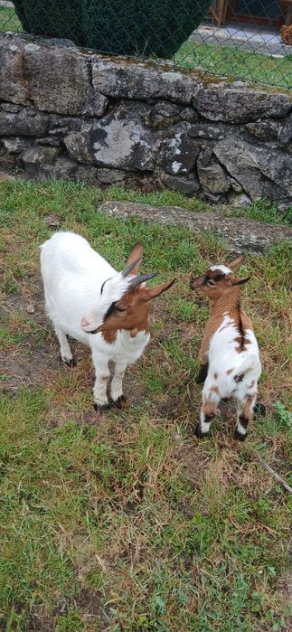 Cabrito Macho Anão
