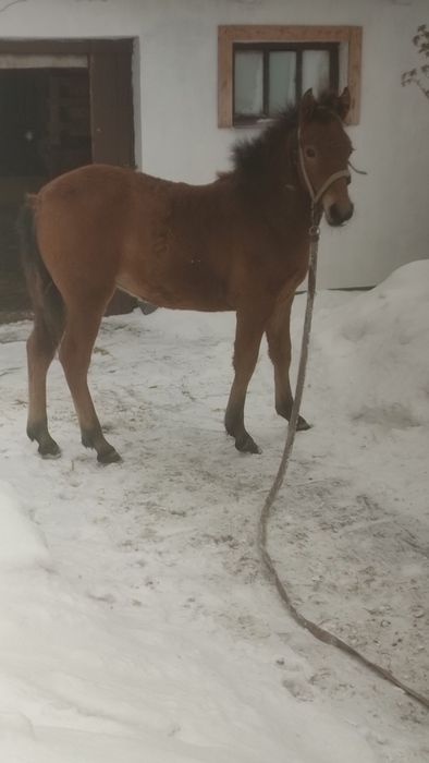 Продам лошичку 6 місяців по гарних конях дуже спокійна