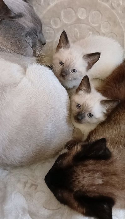 Сіамські, сіамські котята