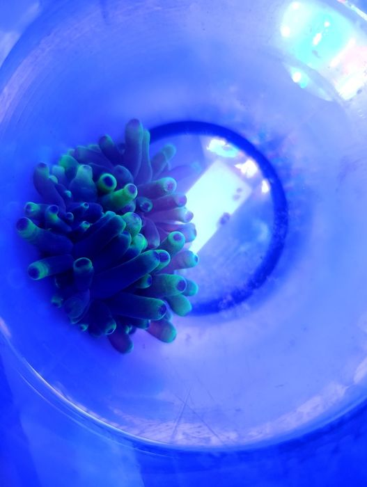 Akwarium morskie koralowiec Cribrinopsis crassa
