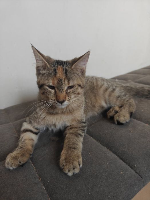 4 miesięczna kotka typu Mine coon.