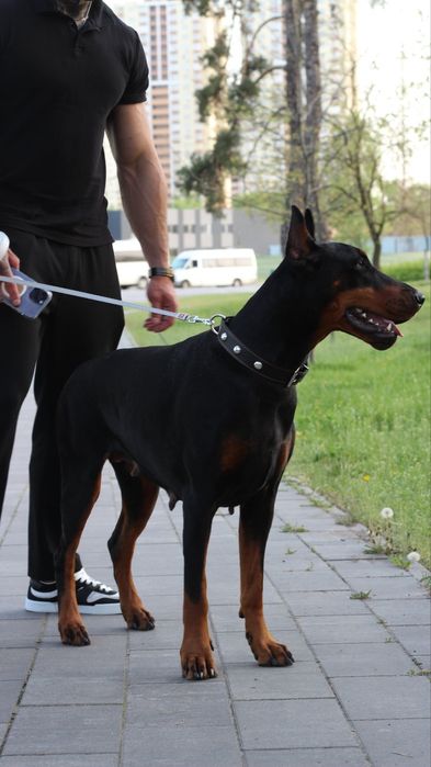 Чудове цуценяДобермана