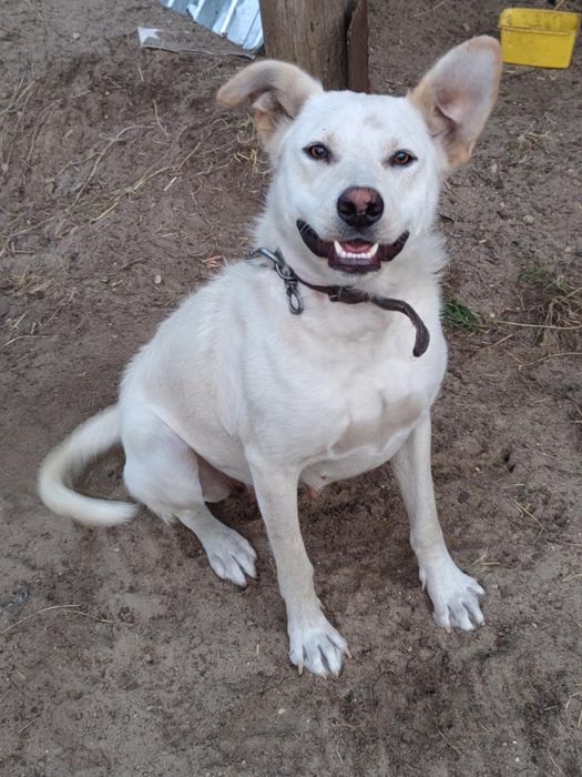 Szukamy nowego domu dla psow