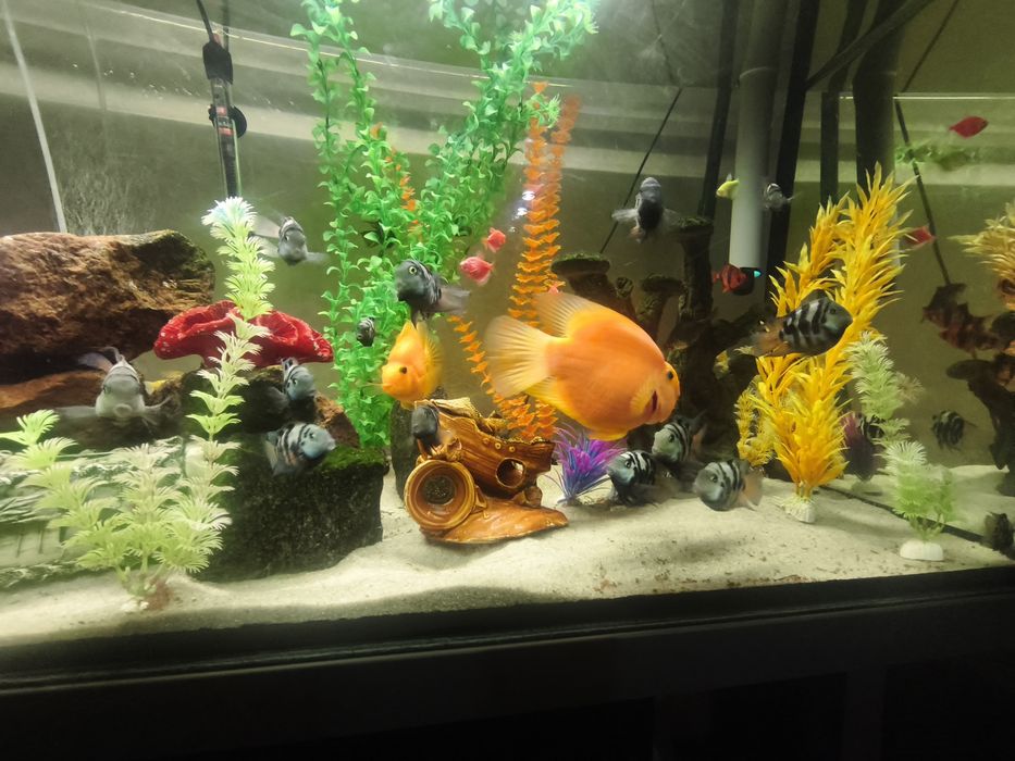 Сапфировый попугай