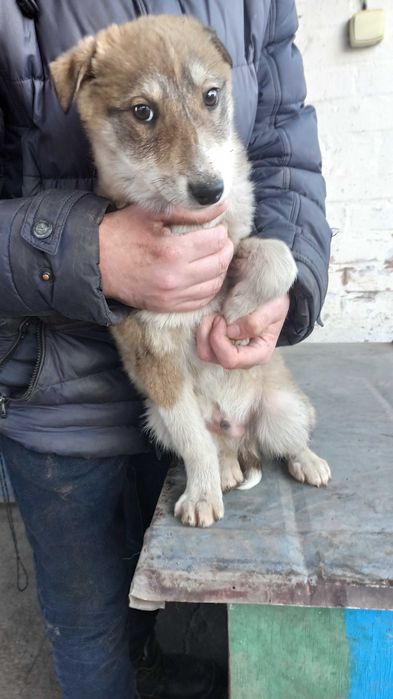 Цуценята західно-сибірська лайка