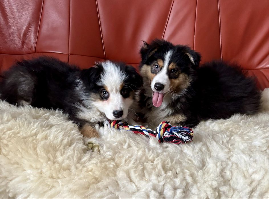 Owczarek australijski-piesek