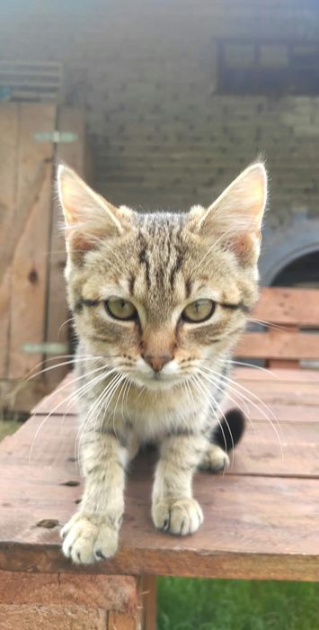 Kot domowy kociczka