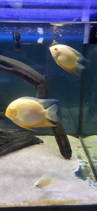 Severum gold e red