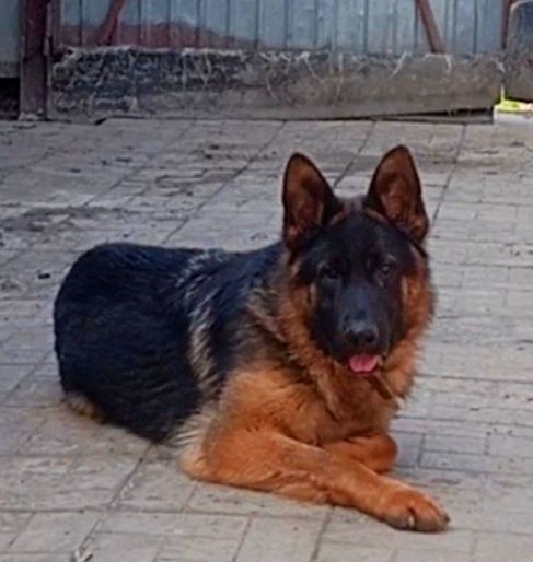 Питомник "THE GOLDEN PATH TO VICTORIY" предлогает роскошных щенков