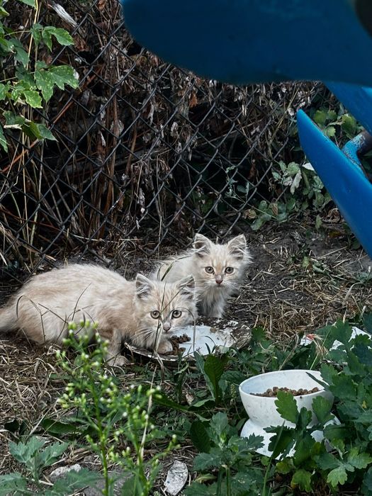 Кошенята в добрі руки