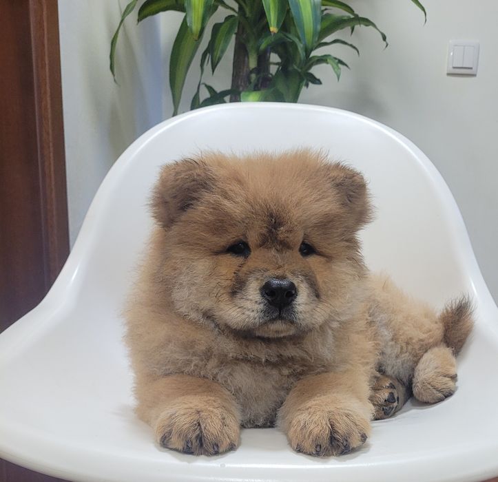 Chow chow fêmea laranja