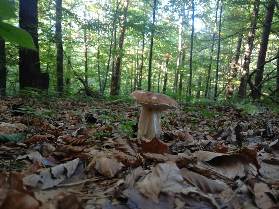 Sprzedam suszone prawdziwki 2025- 3 słoiki