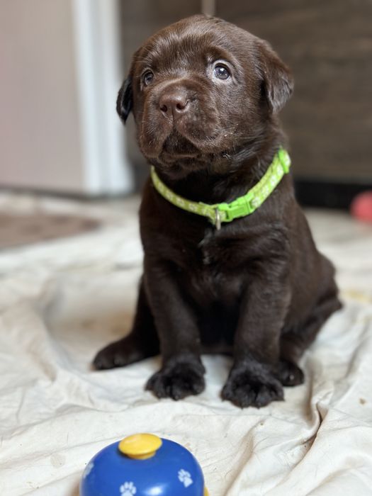 Лабрадор ретрівер Хмельницький