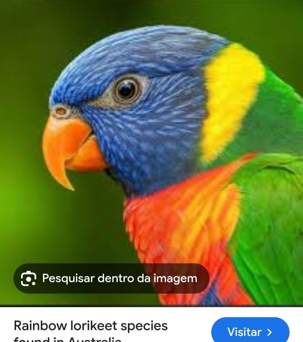 Troco/Cedência macho rosela e macho loris