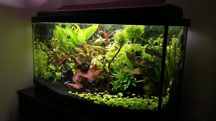 Nawóz Potas K do roślin 500mil