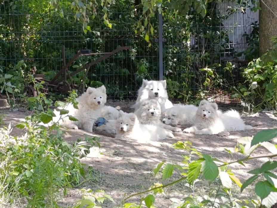 Suczka Samoyed samojed Zapraszamy