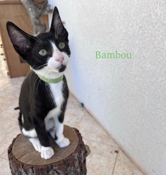 4 Gatinhos pretos e brancos disponíveis em meados de julho para adoção responsável