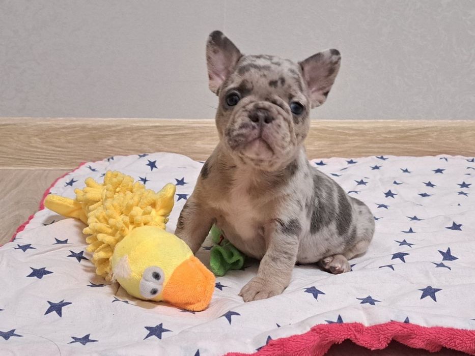 Мерлята та лілак, шоколад, голубі з підпалом