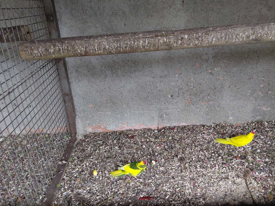 Rikneques para criar á mao