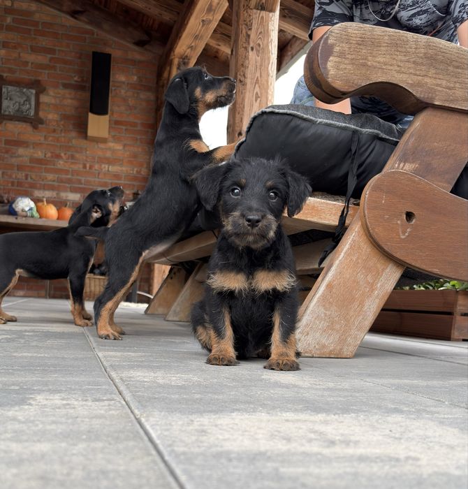 Terier niemiecki jagdterier suka