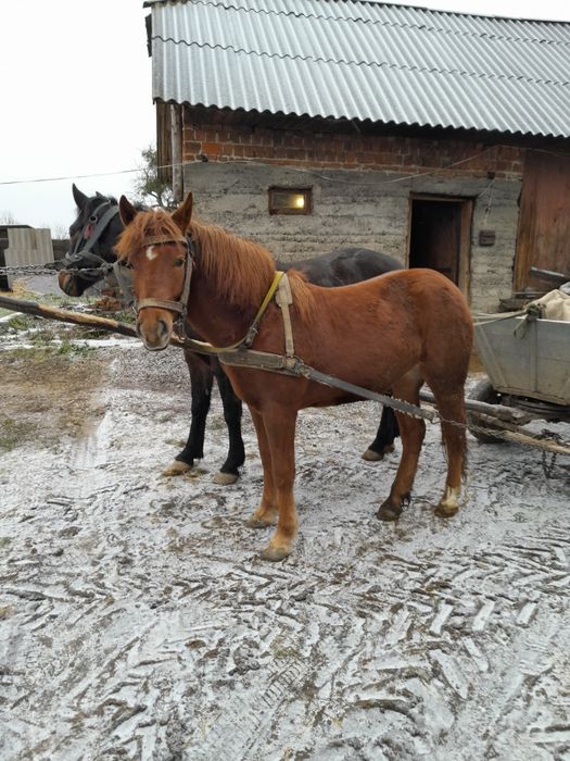 Продам на вибір спокійні